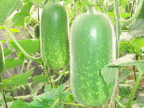 吃瓜网51官网版 每日大赛,每日大赛精彩纷呈，带你领略电竞魅力